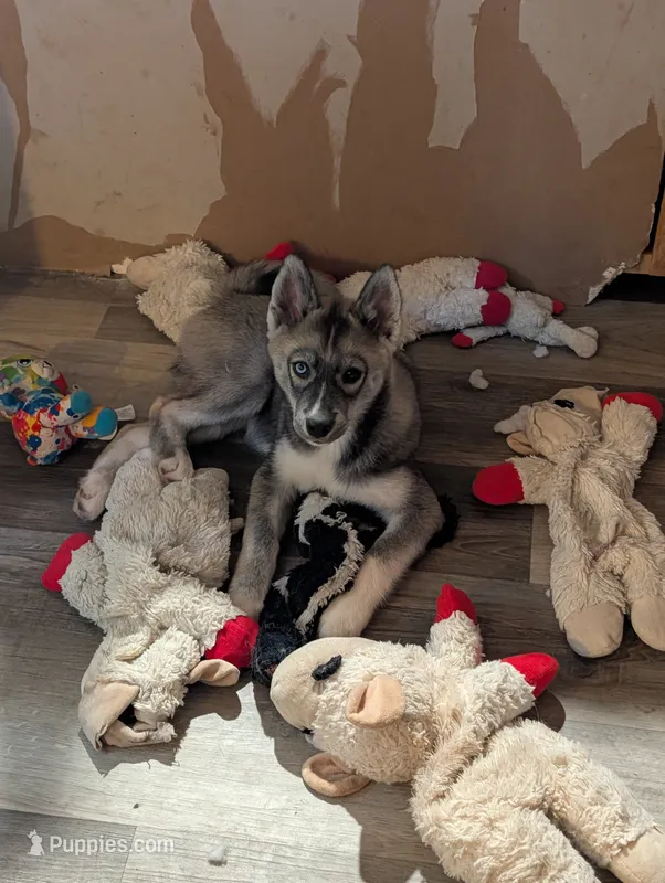 Flower  – Siberian Husky puppy for sale in New Bethlehem, PA