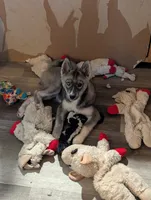 Flower , a female Siberian Husky for sale in New Bethlehem, PA – 1 of 10