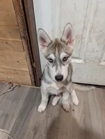 Bambi, a female Siberian Husky for sale in New Bethlehem, PA – 1 of 10