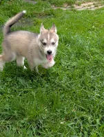 Bambi, a female Siberian Husky for sale in New Bethlehem, PA – 4 of 10