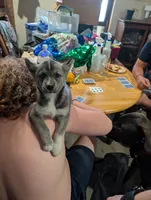 Flower , a female Siberian Husky for sale in New Bethlehem, PA – 8 of 10