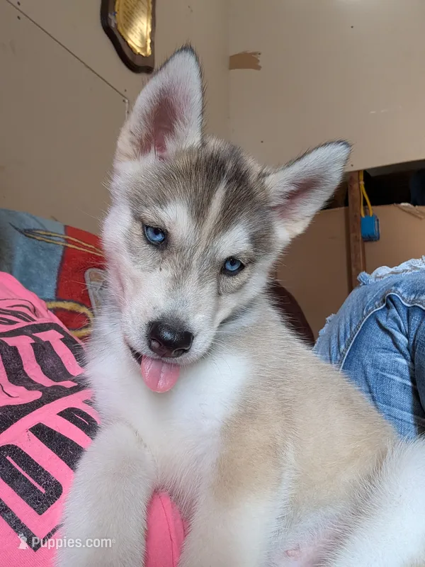 Chica – Siberian Husky puppy for sale in New Bethlehem, PA