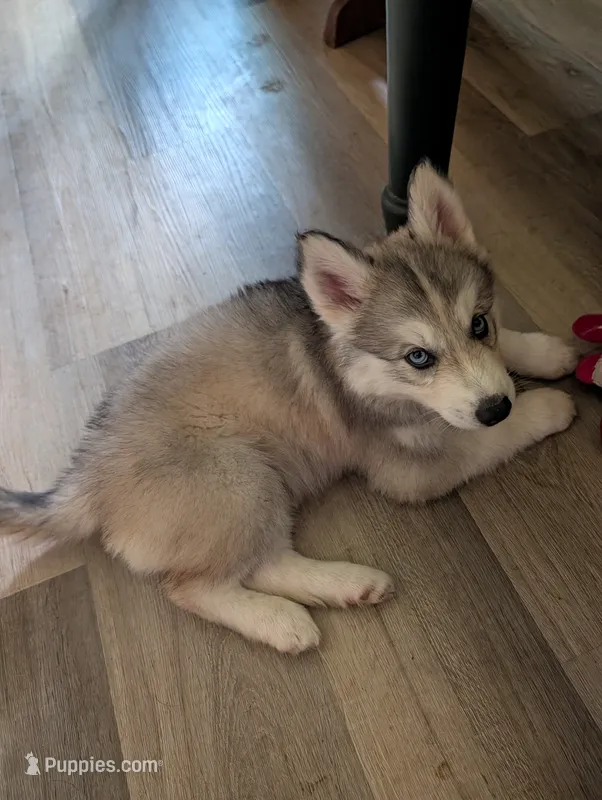 Blue  – Siberian Husky puppy for sale in New Bethlehem, PA