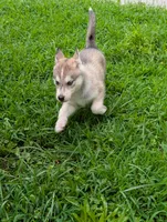 Bambi, a female Siberian Husky for sale in New Bethlehem, PA – 6 of 10