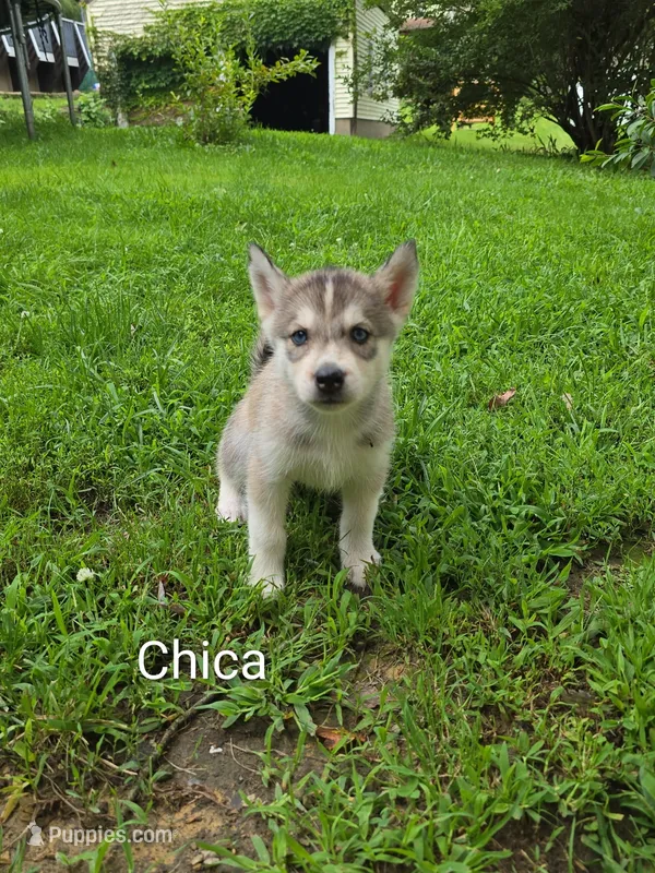 Chica – Siberian Husky puppy for sale in New Bethlehem, PA