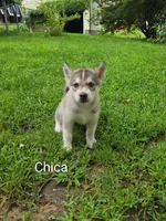 Chica, a female Siberian Husky for sale in New Bethlehem, PA – 1 of 1