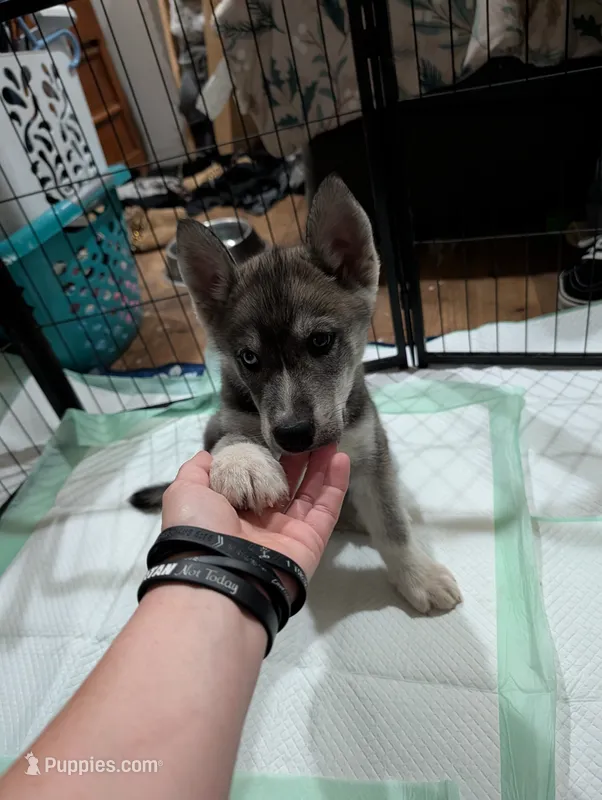 Flower  – Siberian Husky puppy for sale in New Bethlehem, PA