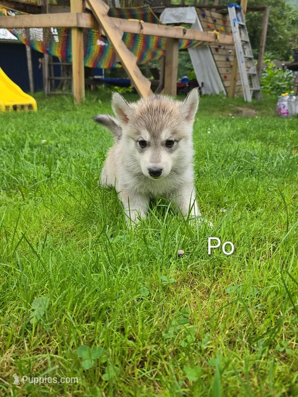 Po – Siberian Husky puppy for sale in New Bethlehem, PA
