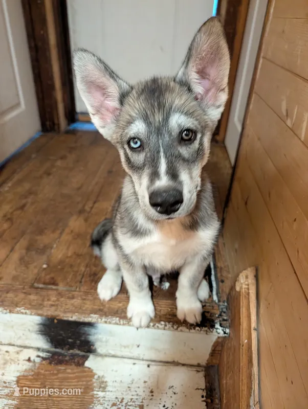 Chew – Siberian Husky puppy for sale in New Bethlehem, PA