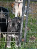 Sweetie , a female Siberian Husky for sale in New Bethlehem, PA – 2 of 2