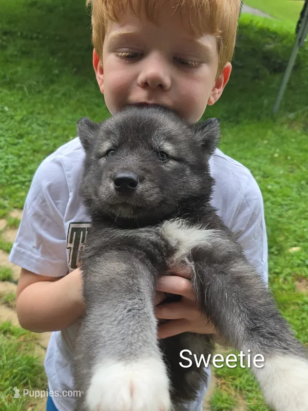 Sweetie  – Siberian Husky puppy for sale in New Bethlehem, PA