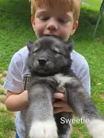 Sweetie , a female Siberian Husky for sale in New Bethlehem, PA – 1 of 2