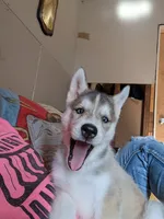 Bambi, a female Siberian Husky for sale in New Bethlehem, PA – 5 of 10