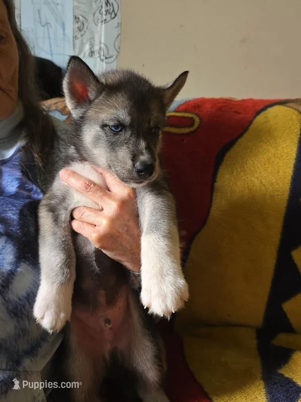 Chew – Siberian Husky puppy for sale in New Bethlehem, PA
