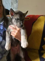 Chew, a male Siberian Husky for sale in New Bethlehem, PA – 1 of 2