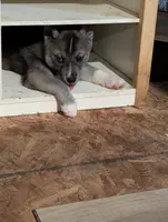 Flower , a female Siberian Husky for sale in New Bethlehem, PA – 5 of 10