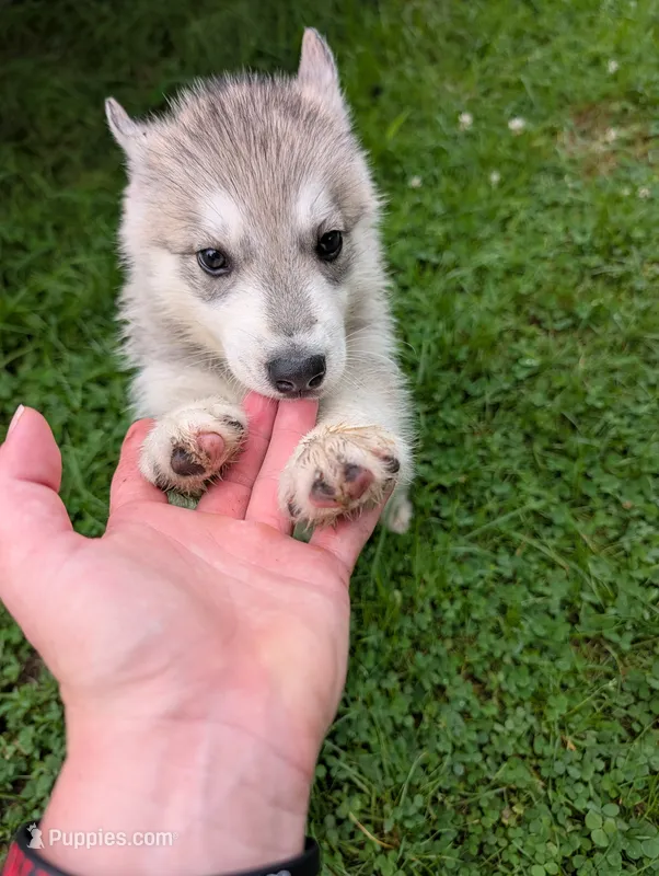 Po – Siberian Husky puppy for sale in New Bethlehem, PA