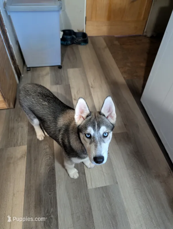 Bambi – Siberian Husky puppy for sale in New Bethlehem, PA