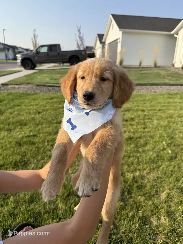 Blaze – Golden Retriever puppy for sale in Nampa, ID