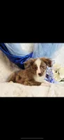 Sammy, a male Miniature Australian Shepherd for sale in Belgrade, MN – Photo 2 of 5