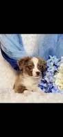 Sammy, a male Miniature Australian Shepherd for sale in Belgrade, MN – Photo 5 of 5