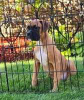 Frank, a male Boxer for sale in Belgrade, MN – 2 of 5