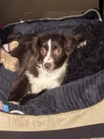 Layla, a female Miniature Australian Shepherd for sale in Belgrade, MN – Photo 1 of 2