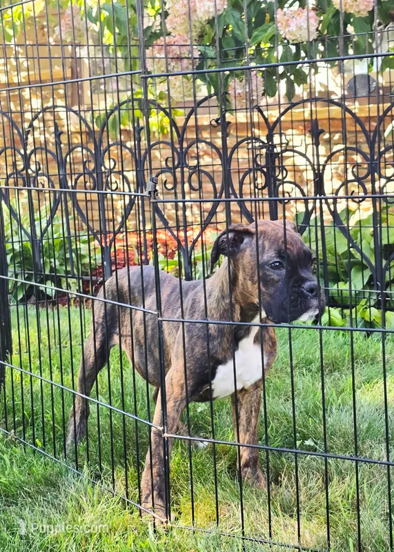 Vivian – Boxer puppy for sale in Belgrade, MN