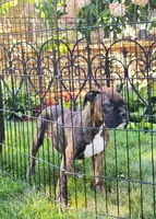 Vivian, a female Boxer for sale in Belgrade, MN – 1 of 3