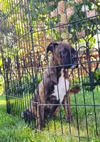 Vivian, a female Boxer for sale in Belgrade, MN – 3 of 3