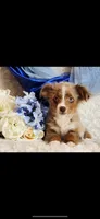 Spud, a male Miniature Australian Shepherd for sale in Belgrade, MN – Photo 7 of 8