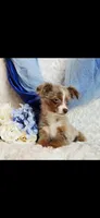 Spud, a male Miniature Australian Shepherd for sale in Belgrade, MN – Photo 2 of 8