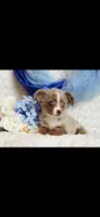 Spud, a male Miniature Australian Shepherd for sale in Belgrade, MN – Photo 3 of 8