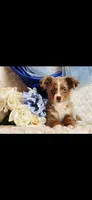Spud, a male Miniature Australian Shepherd for sale in Belgrade, MN – Photo 4 of 8