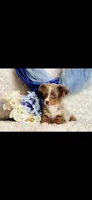 Spud, a male Miniature Australian Shepherd for sale in Belgrade, MN – Photo 6 of 8