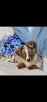 Spud, a male Miniature Australian Shepherd for sale in Belgrade, MN – Photo 1 of 8