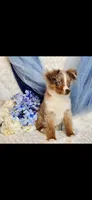 Spencer, a male Miniature Australian Shepherd for sale in Belgrade, MN – Photo 4 of 4
