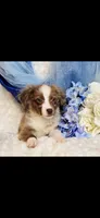 Spencer, a male Miniature Australian Shepherd for sale in Belgrade, MN – Photo 1 of 4