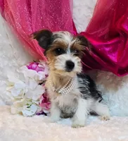 Jenny, a female Yorkshire Terrier for sale in Belgrade, MN – 2 of 6