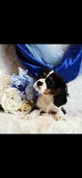 Benny, a male Cavalier King Charles Spaniel for sale in Belgrade, MN – Photo 2 of 7