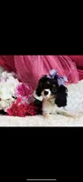 Benny, a male Cavalier King Charles Spaniel for sale in Belgrade, MN – Photo 4 of 7