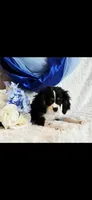 Benny, a male Cavalier King Charles Spaniel for sale in Belgrade, MN – Photo 1 of 7