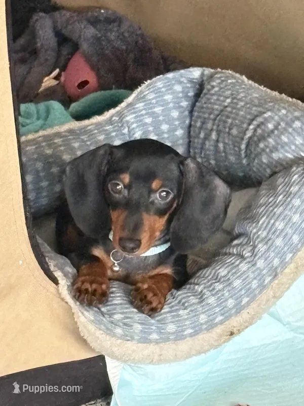 Oliver – Miniature Dachshund puppy for sale in Belgrade, MN