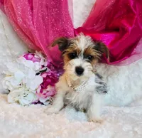 Jenny, a female Yorkshire Terrier for sale in Belgrade, MN – 5 of 6