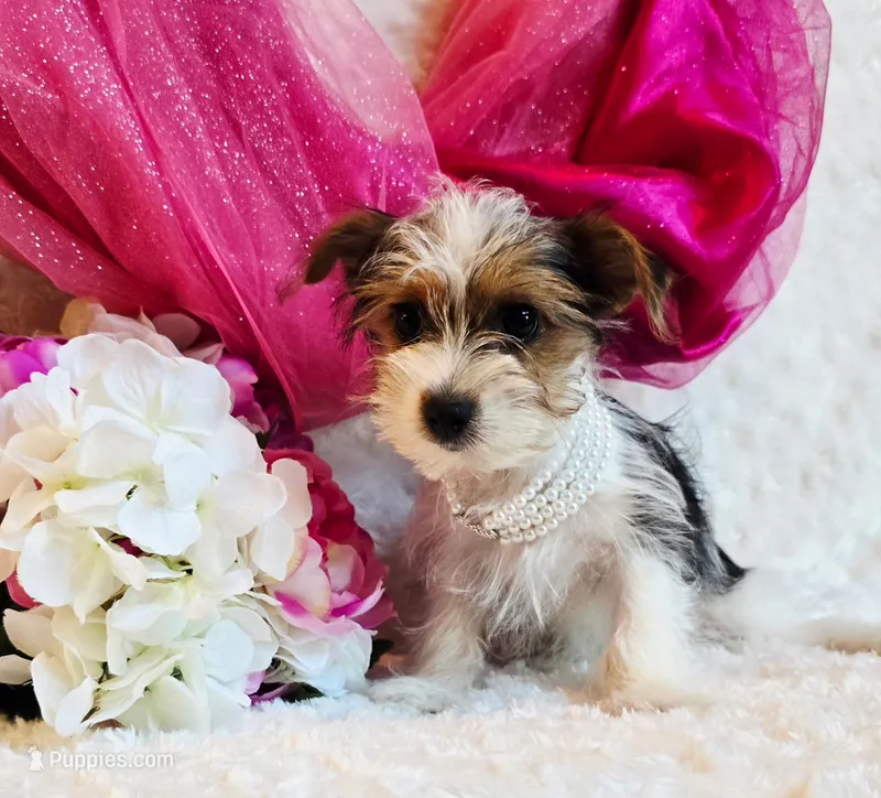 Jenny – Yorkshire Terrier puppy for sale in Belgrade, MN