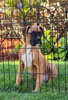 Frank, a male Boxer for sale in Belgrade, MN – 5 of 5
