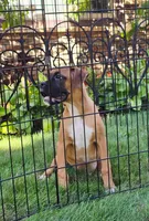 Frank, a male Boxer for sale in Belgrade, MN – 1 of 5