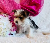 Jenny, a female Yorkshire Terrier for sale in Belgrade, MN – 4 of 6
