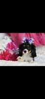 Birdie, a female Cavalier King Charles Spaniel for sale in Belgrade, MN – Photo 2 of 7