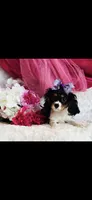Birdie, a female Cavalier King Charles Spaniel for sale in Belgrade, MN – Photo 3 of 7